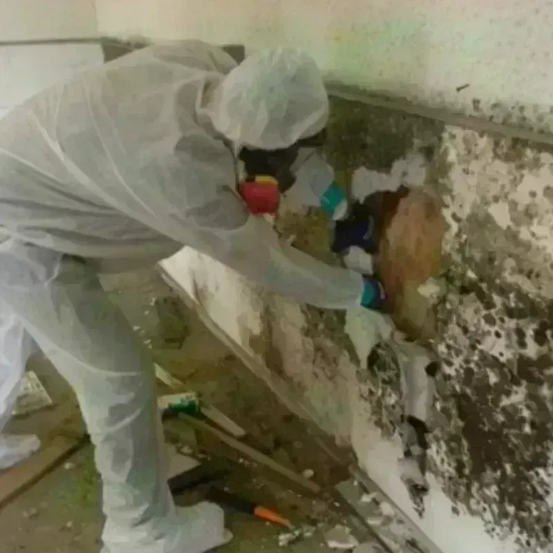 Mold Remediation and Removal in Laplace, LA